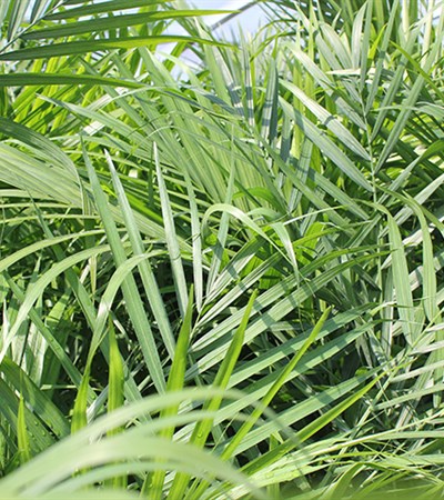 Majesty Palm